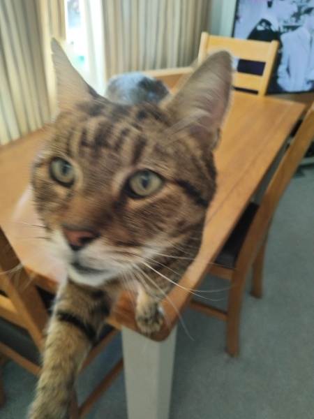 Hymns in Minor Keys & the Russian Easter Overture - the Excellent Cats ignore Culture.....