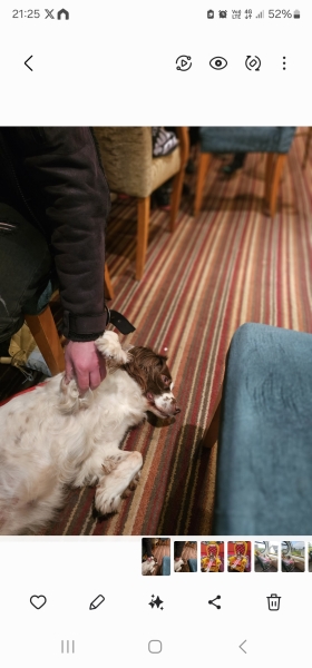 To be sick of dogs in cafes/restaurants etc