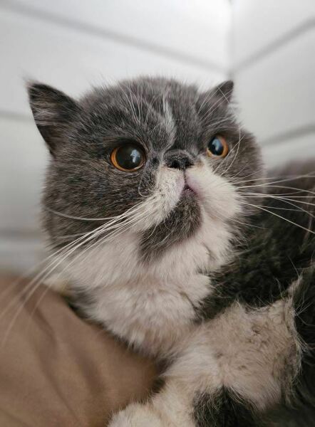 Pampered, Persian, Princess Penelope