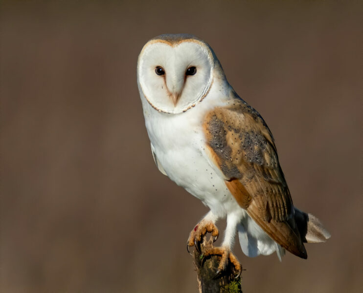 Owls