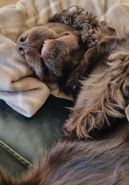 Brain games for working cocker spaniel