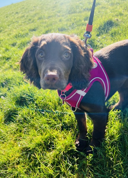 Brain games for working cocker spaniel