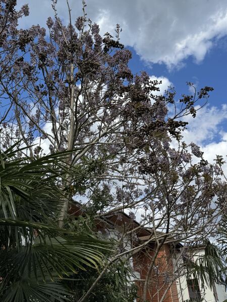 Does anyone know what species of tree this is? 🌳 🌲 🌴