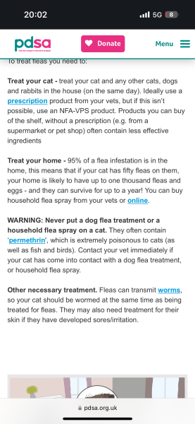 Looking after cats with fleas? Advice please.