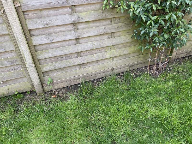 Small weed suppressing part shade plants?