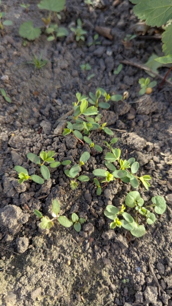 What are these? Weeds?