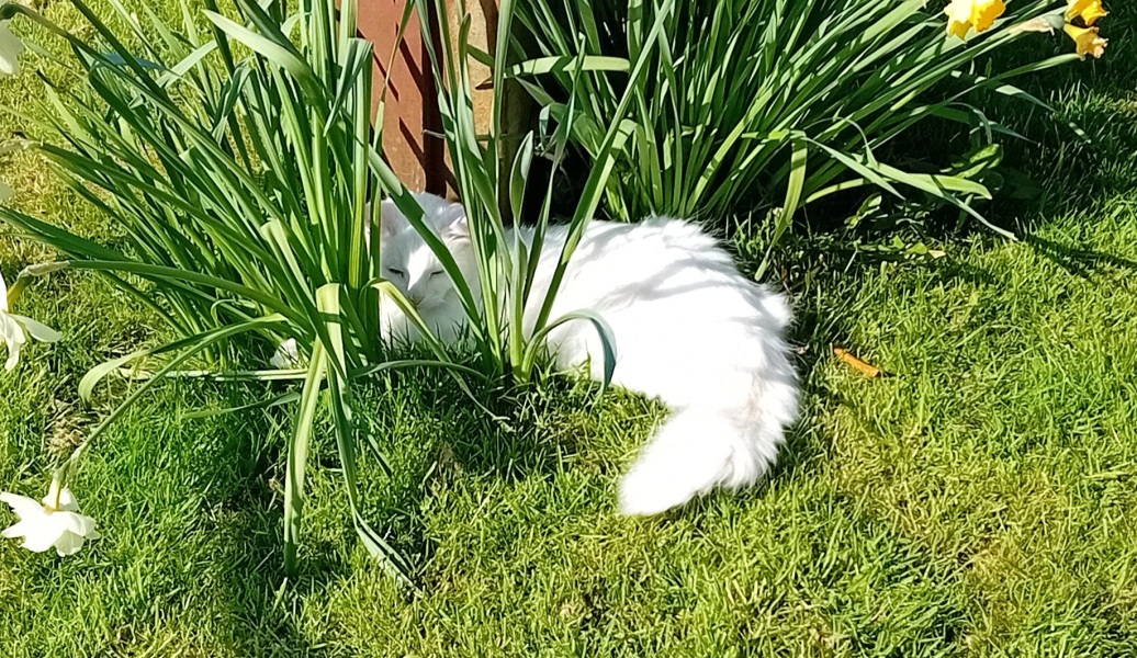 Hymns in Minor Keys & the Russian Easter Overture - the Excellent Cats ignore Culture.....