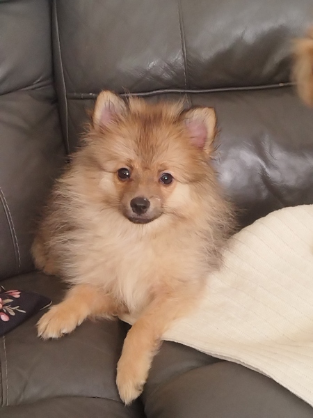 Dogs name