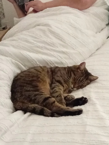 Hymns in Minor Keys & the Russian Easter Overture - the Excellent Cats ignore Culture.....