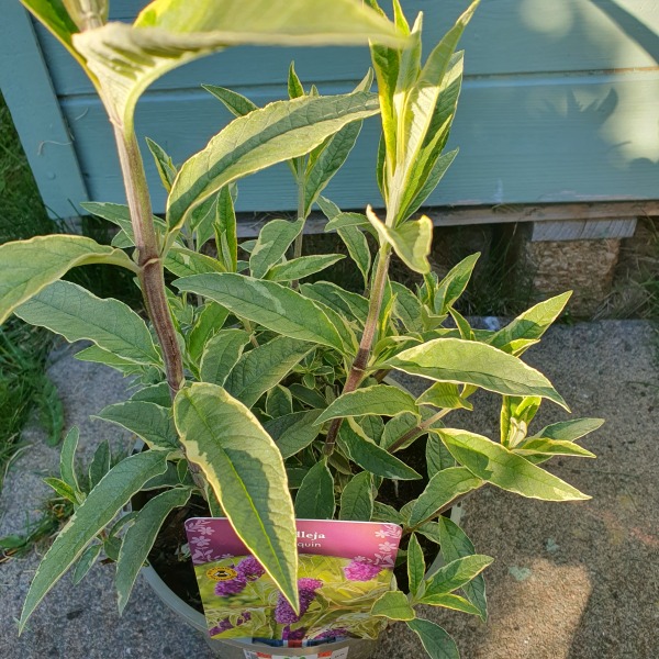 Is buddleia invasive?