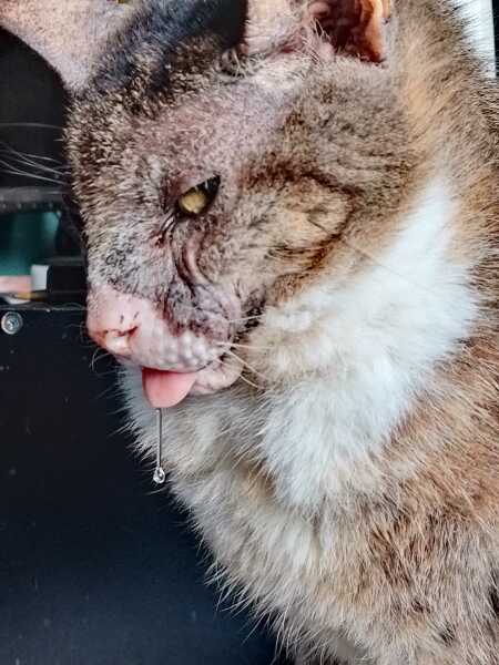 Hymns in Minor Keys & the Russian Easter Overture - the Excellent Cats ignore Culture.....