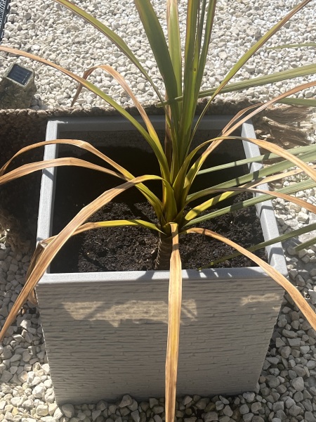 Can you help with this plant
