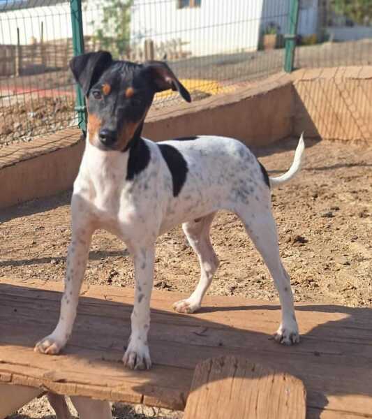 Rescue pup arriving in 10 days!