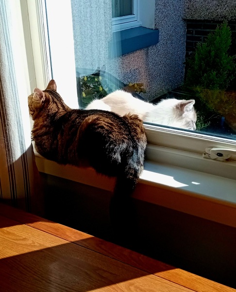 Hymns in Minor Keys & the Russian Easter Overture - the Excellent Cats ignore Culture.....