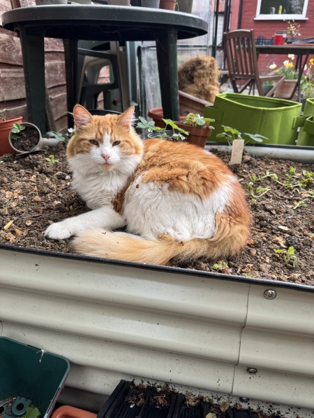 Long haired cat fur styles