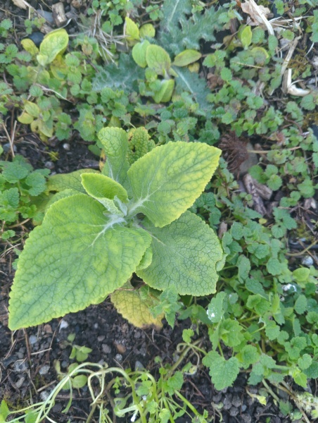 Can anyone identify this plant / weed