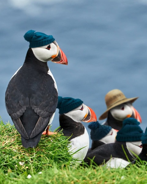 The Bluestocking - where women are women, and small furry animals are gerbils, quokkas,  capybaras, or a red panda called Rosy