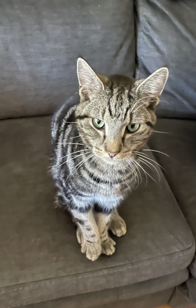 Help I need a Tracking Device for Cats