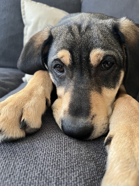 When to get a new dog?