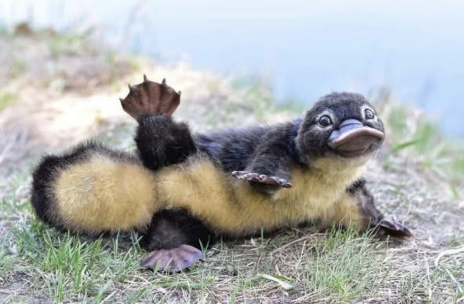 The Bluestocking - where women are women, and small furry animals are gerbils, quokkas,  capybaras, or a red panda called Rosy