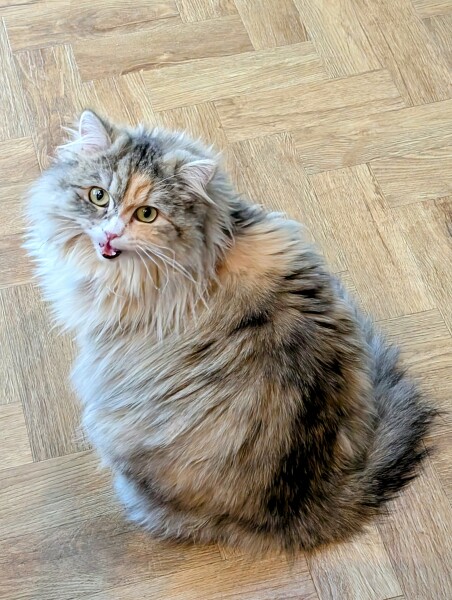 Anyone got a tortie?
