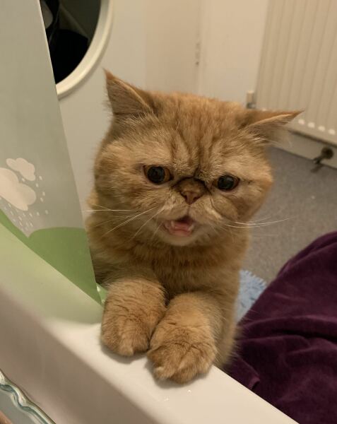 Pampered, Persian, Princess Penelope