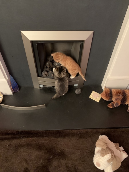 How to stop a cat going up the chimney?