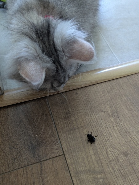 Stopping DCat massacring bees