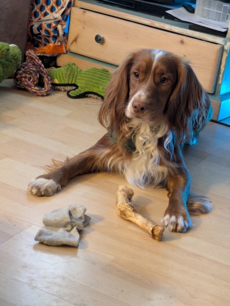Adolescent Dog Survival Thread - get teenage licks right through the night!