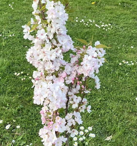 Thread 22 Starmer - Running up to local elections