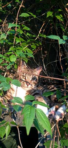 Hymns in Minor Keys & the Russian Easter Overture - the Excellent Cats ignore Culture.....