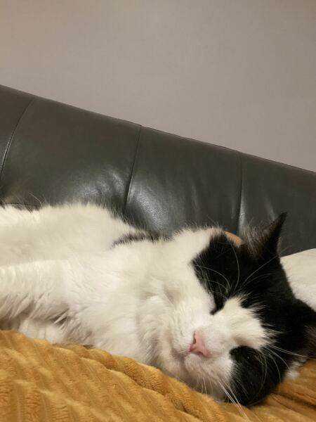 Elderly Cat Advice