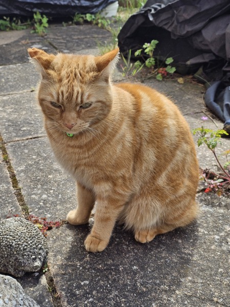 Hymns in Minor Keys & the Russian Easter Overture - the Excellent Cats ignore Culture.....