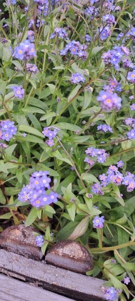 Thread 22 Starmer - Running up to local elections