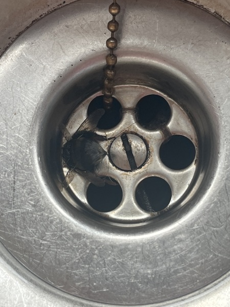 Bee lodged head first in kitchen sink hole