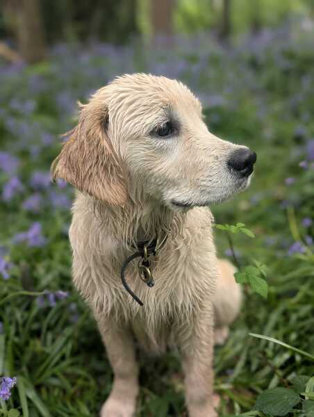 T-minus 6 days till our puppy comes home with us!