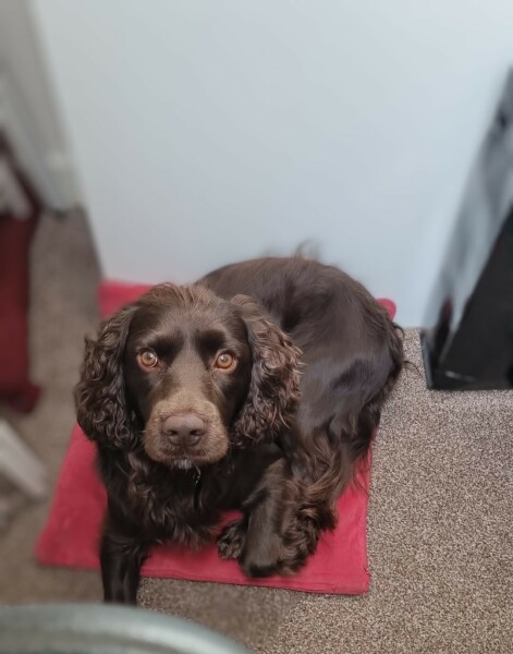 Chewing cushion covers