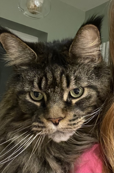 . . . to not have pet insurance?