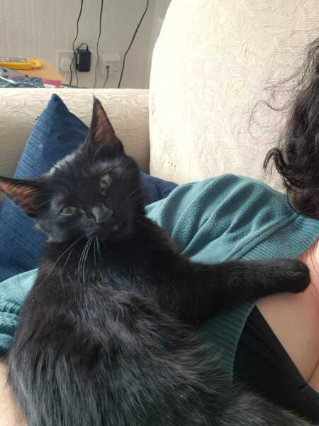 Cheapest very good cat food please