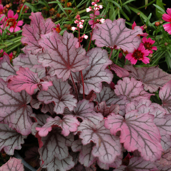 Novice gardening