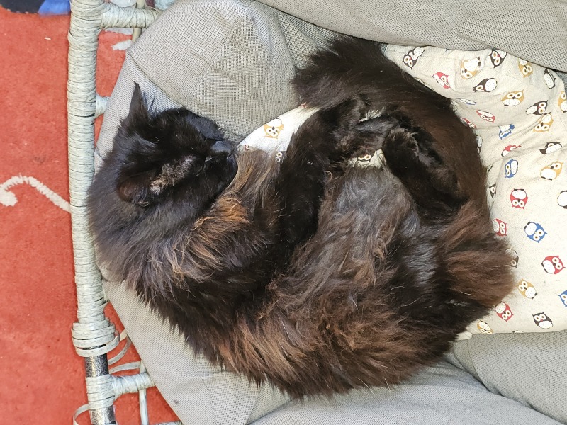 Thread 21 Starmer - Casting Nasturtiums