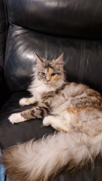 To ask me to show me your cat