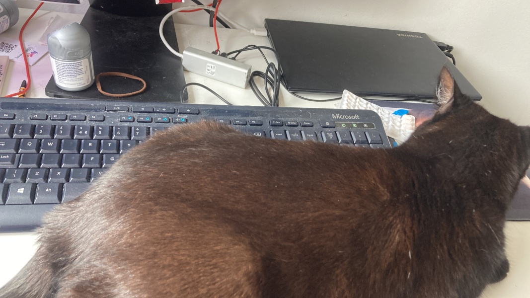 To ask if you have a velcro cat?