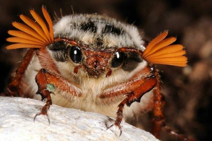 To panic about what the hell this is in my garden? Pic attached