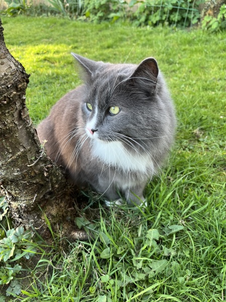 Thread 22 Starmer - Running up to local elections