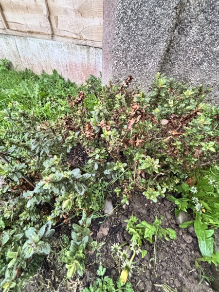 What is this and why is it dying?!