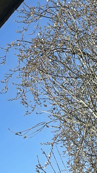 Any Witches Here? Part 21