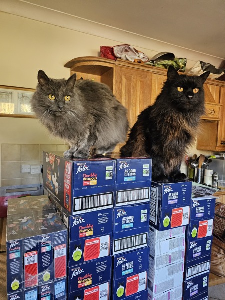 Hymns in Minor Keys & the Russian Easter Overture - the Excellent Cats ignore Culture.....