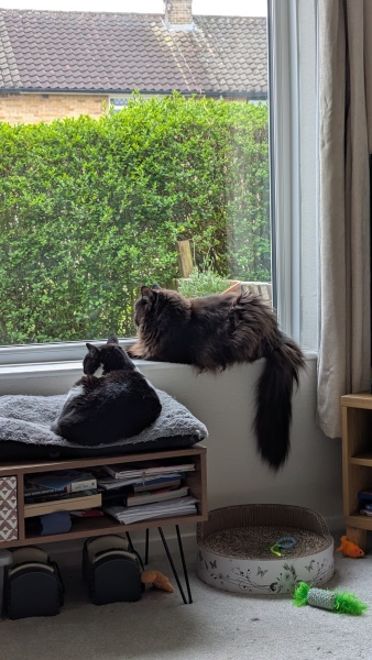 Cat peeing on sofa