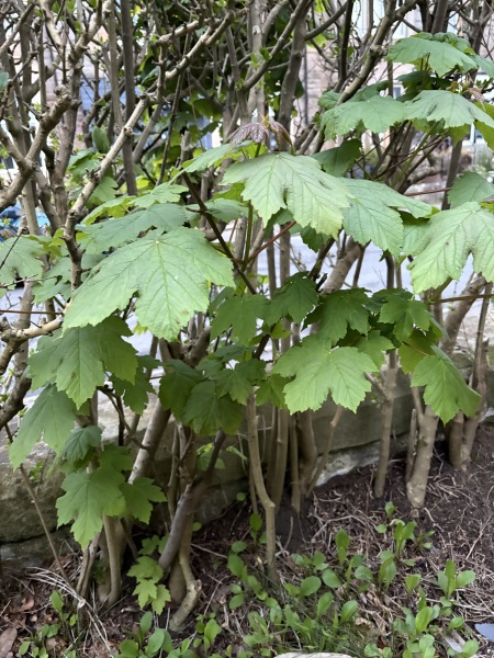 What is this? Growing in/through our hedge.